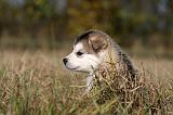 ALASKAN MALAMUTE 512